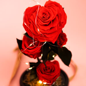 Rosa Eterna x4