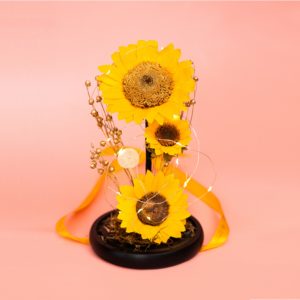 Cúpula de vidrio luz / Girasol Eterno + Mini Girasol